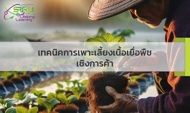 เทคนิคการเพาะเลี้ยงเนื้อเยื่อพืชเชิงการค้า